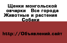 Щенки монгольской овчарки - Все города Животные и растения » Собаки   